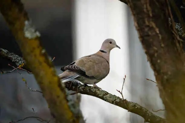 Grey Dove Spiritual Meaning