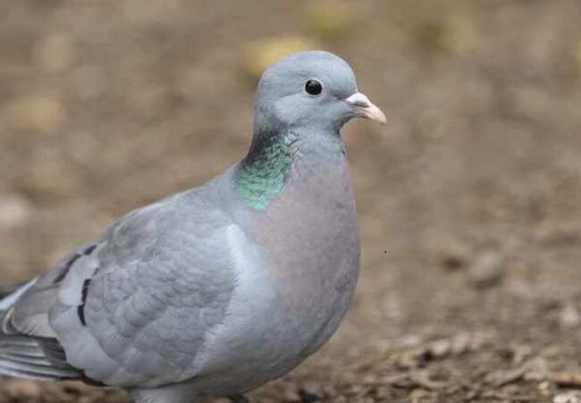 What Does it Mean When a Grey Dove Visits You?