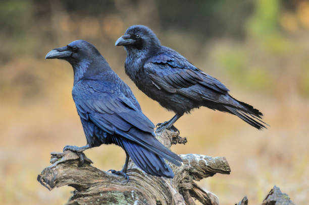 Spiritual Difference Between Crow and Raven: An Exploration