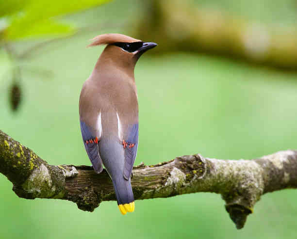 Cedar Waxwing Symbolism & Spiritual Significance