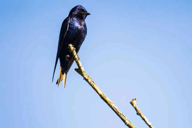 Exploring the Spiritual Significance of Purple Martin