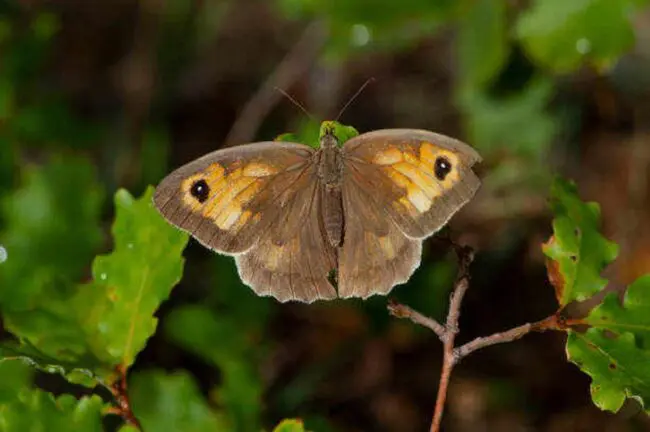 🦋 What is the Spiritual Meaning of Brown Butterfly