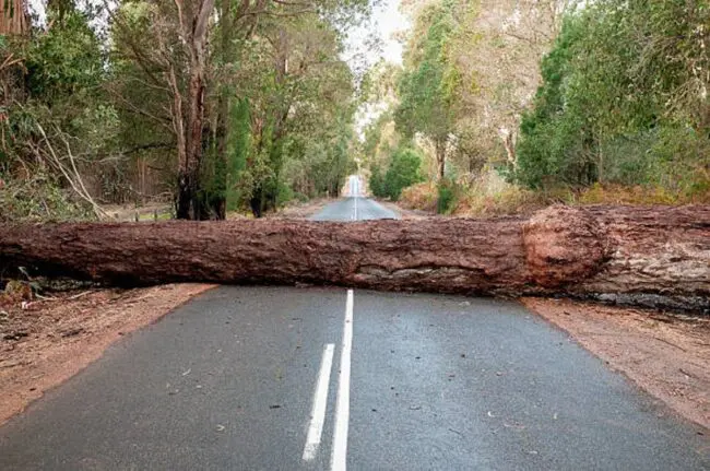 Dream About Trees Falling: Ground Yourself