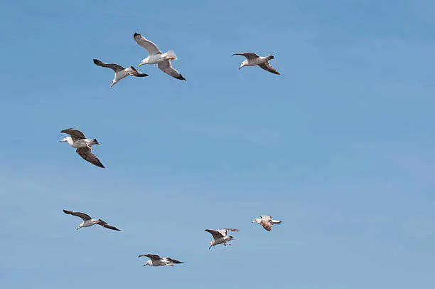 The Spiritual Meaning of Birds Flying in Circles: Unraveling the Mysteries