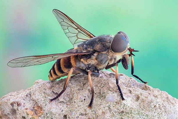 HorseFly Spiritual Meaning: A Deeper Insight