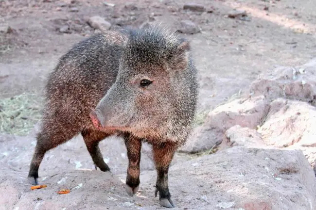 Javelina Spiritual Meaning