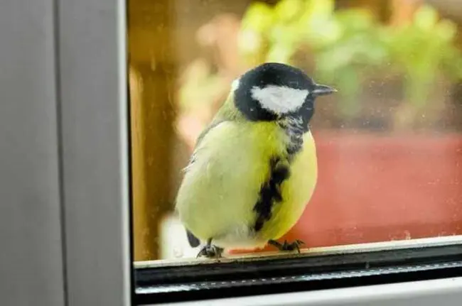 Bird Sitting on Windowsill Spiritual Meaning: The Messages from Above