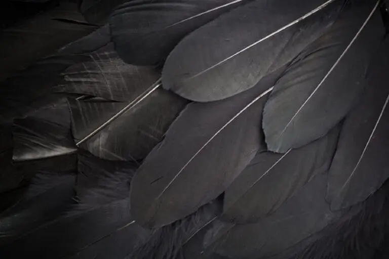 Spiritual Meaning of a Black Feather: Protection and Guidance