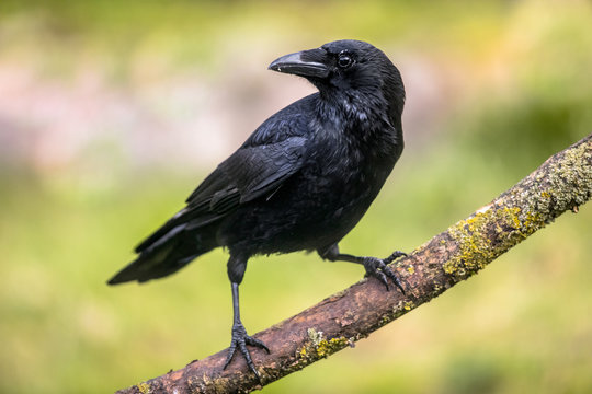 4 Crows: 13 Spiritual Meaning - Love, Biblical and Wealth