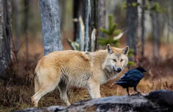 Raven and Wolf Spiritual Meaning: Biblical, Relationship, Tattoo