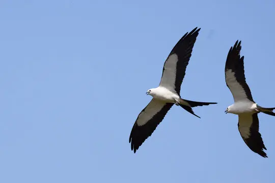 Swallow-Tailed Kite Spiritual Meaning: Love And Biblical Symbolism