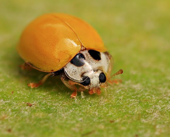 The Spiritual Meaning of Yellow Ladybugs With No Spots