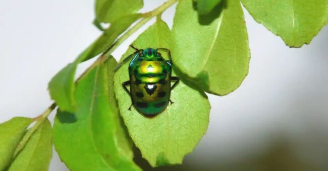 Green Ladybug: 12 Spiritual Meaning In Love And Dreams