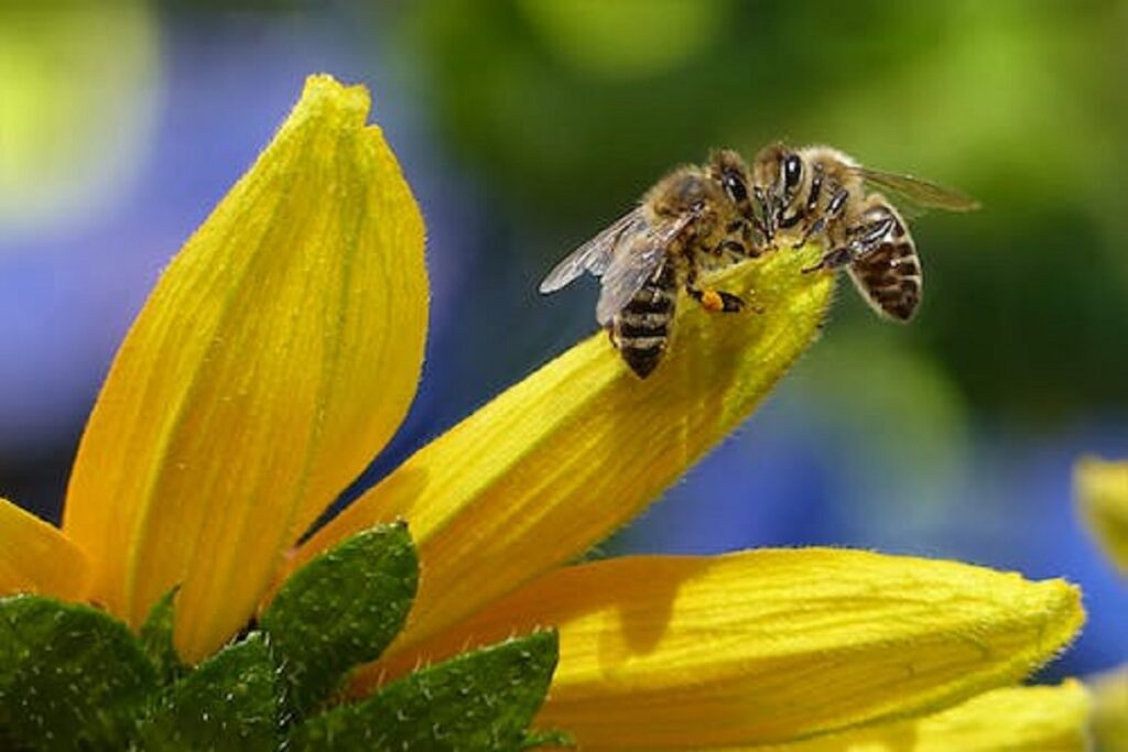 Dreaming About Bees - What Could it Mean?