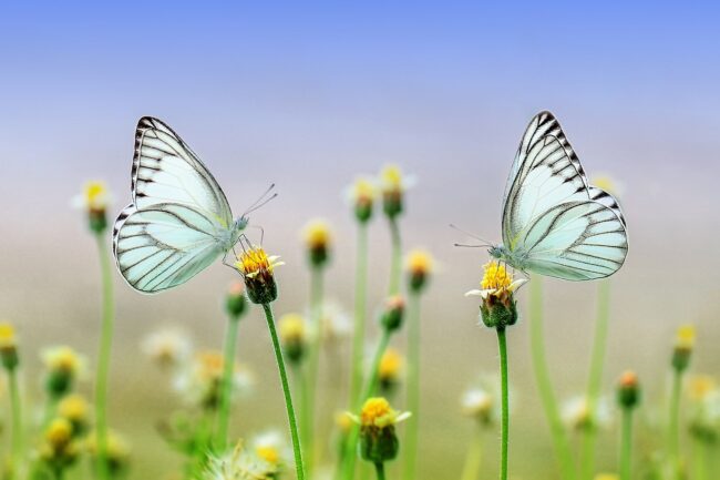 White Butterfly Meaning and Spiritual Symbolism: Love And Death