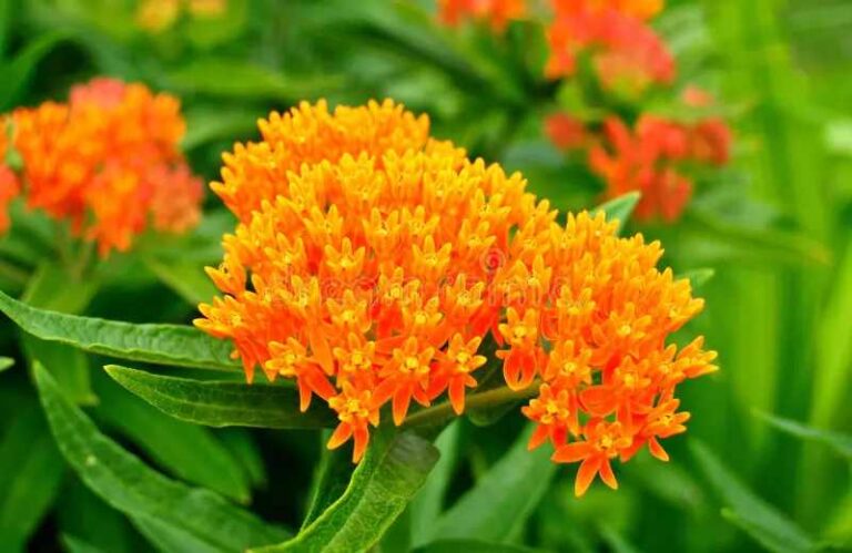 The Spiritual Symbolism and Meaning Behind the Butterfly Weed Flower