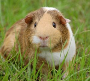Dreaming About Guinea Pigs: A Detailed Guide