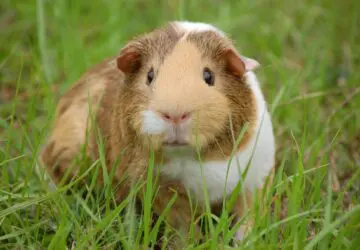 Dreaming About Guinea Pigs: A Detailed Guide