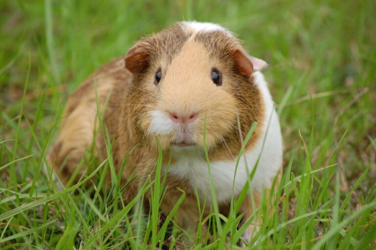 Dreaming About Guinea Pigs: A Detailed Guide