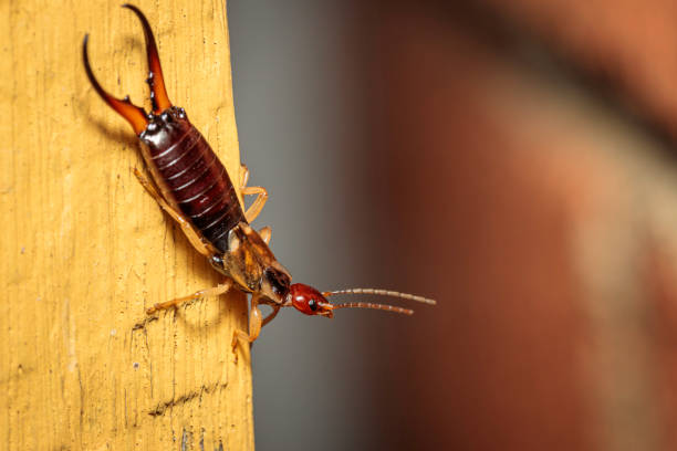 What Is The Spiritual Meaning Of An Earwig: Biblical And Omen