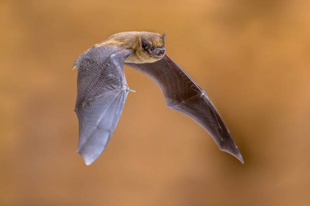 Spiritual Meaning Of Bats Outside Your House: Flying And Night Time Visits