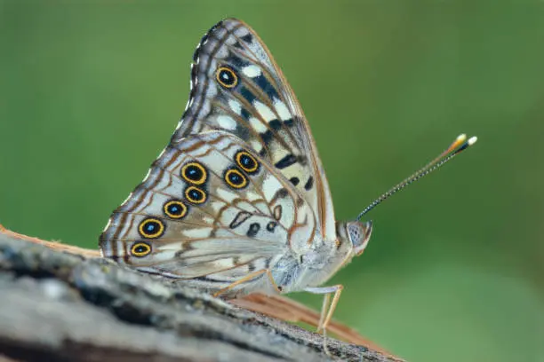 Spiritual Meaning of Hackberry Butterfly: Tattoo, Love, and Biblical