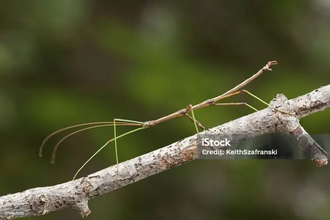 Stick Bug Spiritual Meaning: Lesson of Stillness