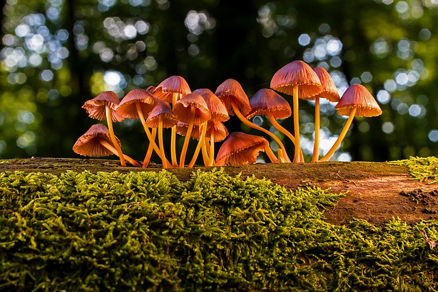 Spiritual Meaning of Mushrooms Growing in Your Yard