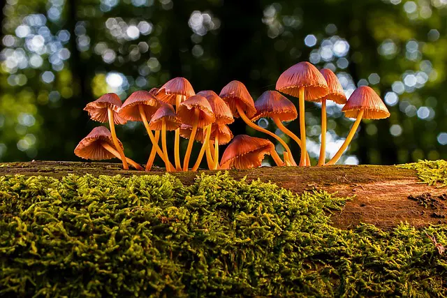 Spiritual Meaning of Mushrooms Growing in Your Yard