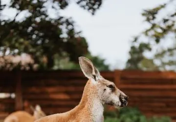 Spiritual Meaning Of Kangaroo In Dreams