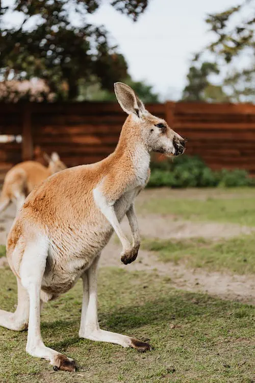 Spiritual Meaning Of Kangaroo In Dreams