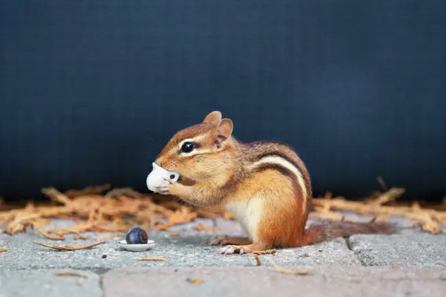 12 chipmunk symbolism: Personality And Spiritual Traits