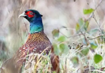 Spiritual Meaning of a Pheasant: Spirit And Totem