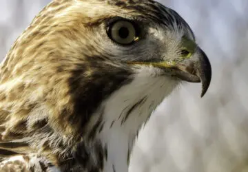 Spiritual Meaning of Hawk Screeching: Communication from the Spirit World