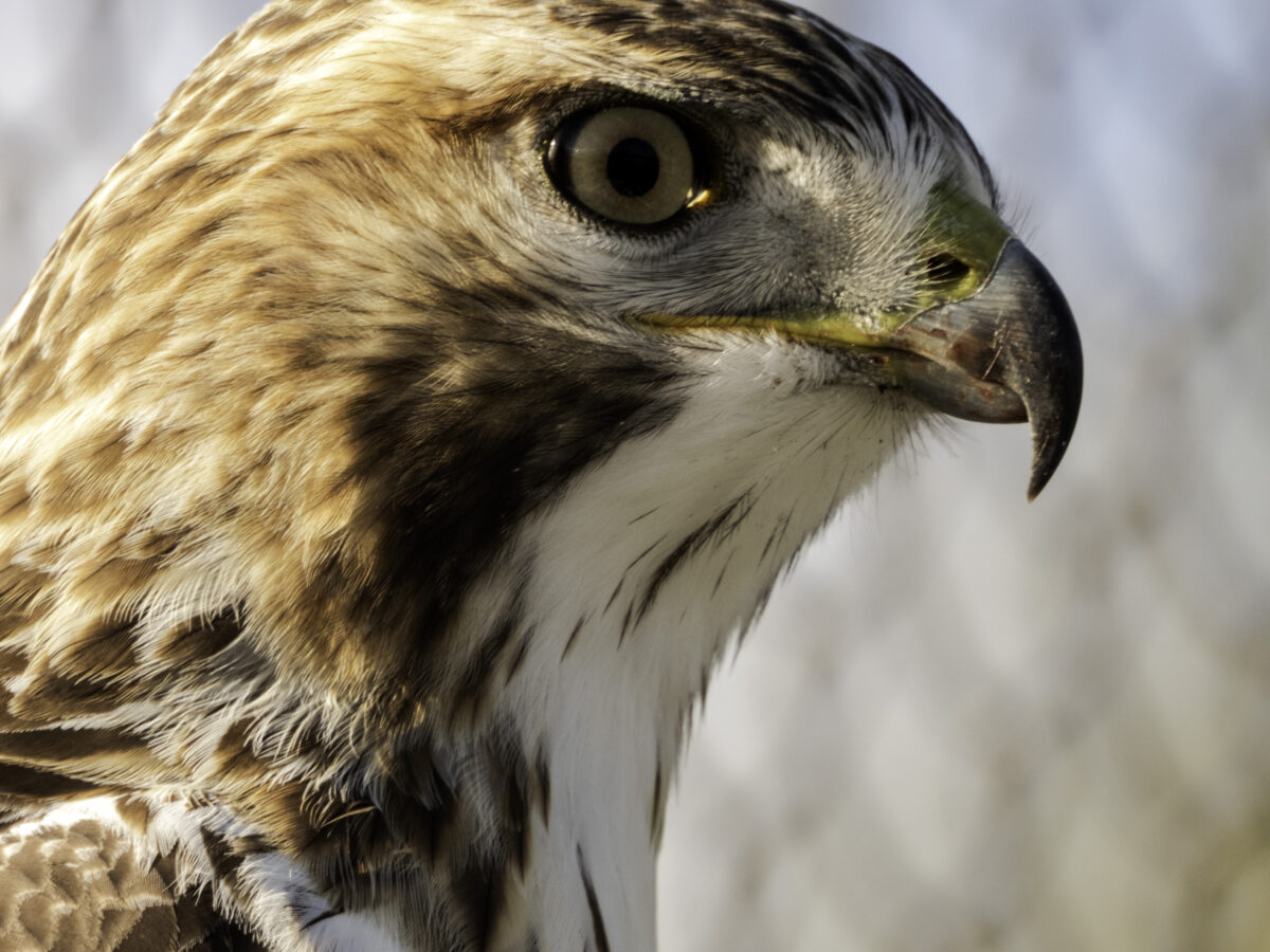 Spiritual Meaning of Hawk Screeching: Communication from the Spirit World