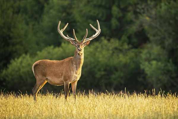 Dead Deer Spiritual Meaning And Dream Symbolism