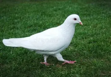 What Does It Mean When A White Pigeon Comes To Your House?