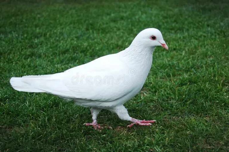 What Does It Mean When A White Pigeon Comes To Your House?