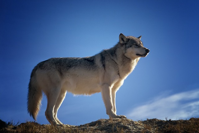 Wolf Spiritual Meaning: Bible And Dream Symbolism