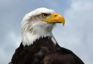 Eagle Spirit Animal Symbolism: Freedom