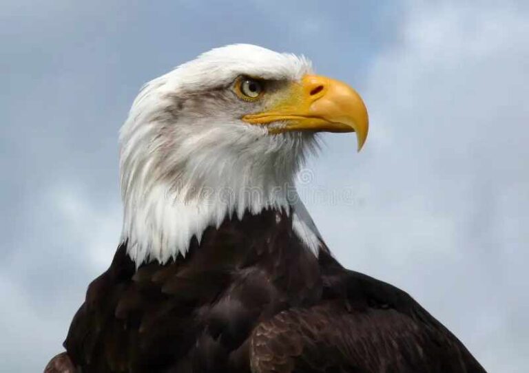 Eagle Spirit Animal Symbolism: Freedom