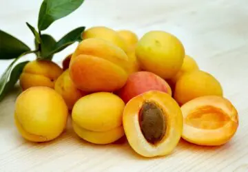 The Deeper Significance of Apricots: A Look Into Their Spiritual Meaning