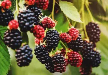 The Spiritual Meaning of Blackberries: A Guide to Their Symbolism, Magic, and Healing Properties