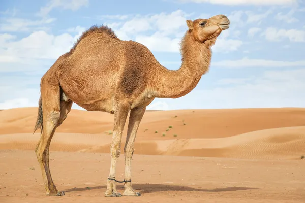 Spiritual Meaning of Camel in Dream: An Exploration