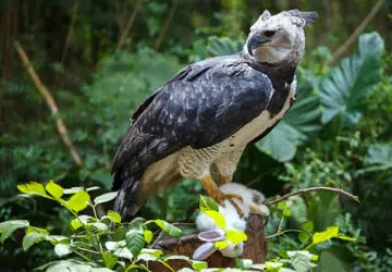 The Majestic Harpy Eagle and Its Profound Spiritual Symbolism