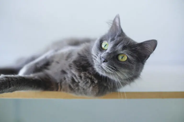 Grey cat