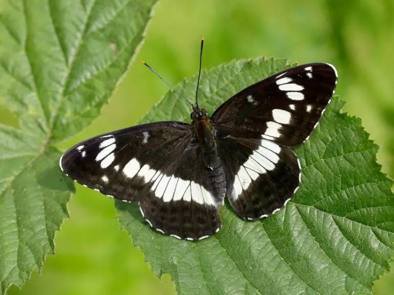 Discover 16 Spiritual Meanings of a Black and White Butterfly Sighting