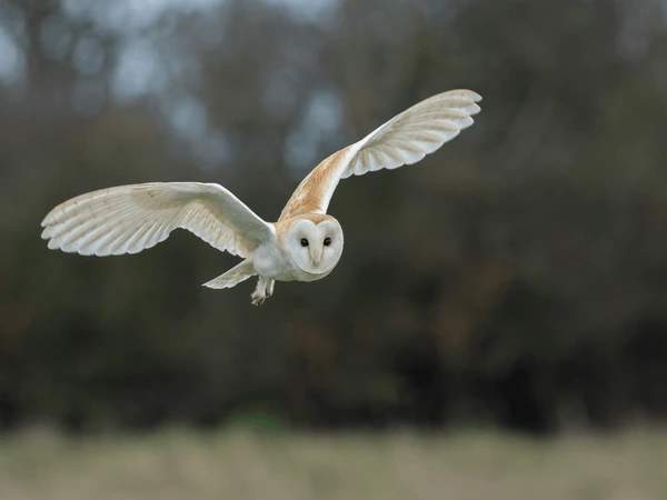 The Spiritual Significance of Seeing an Owl During the Day