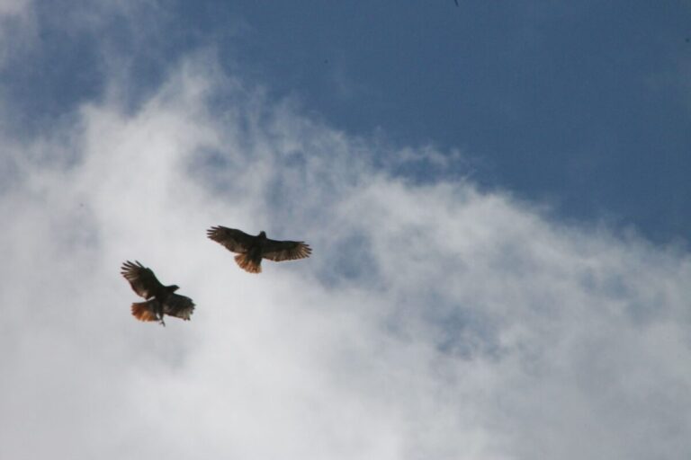 The Spiritual Meaning of Seeing Two Hawks Together