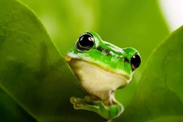 Frog In Your House: Unveiling the Spiritual Meaning